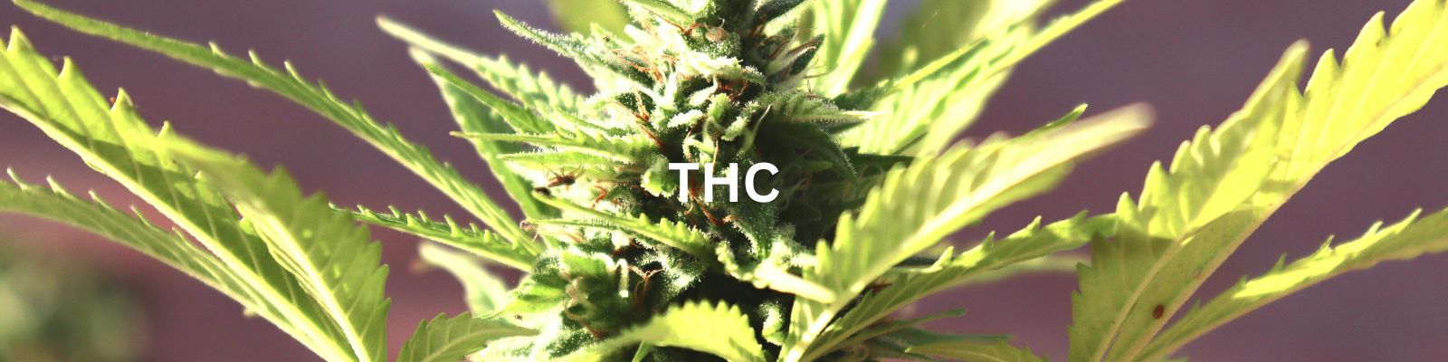 "Weed Withdrawal Symptoms? How Precise Dosing Can Help"